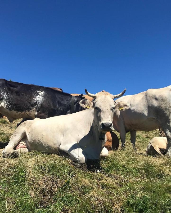 Ferienwohnung Morgentau Am Rande Der Wildnis Sibratsgfäll Extérieur photo